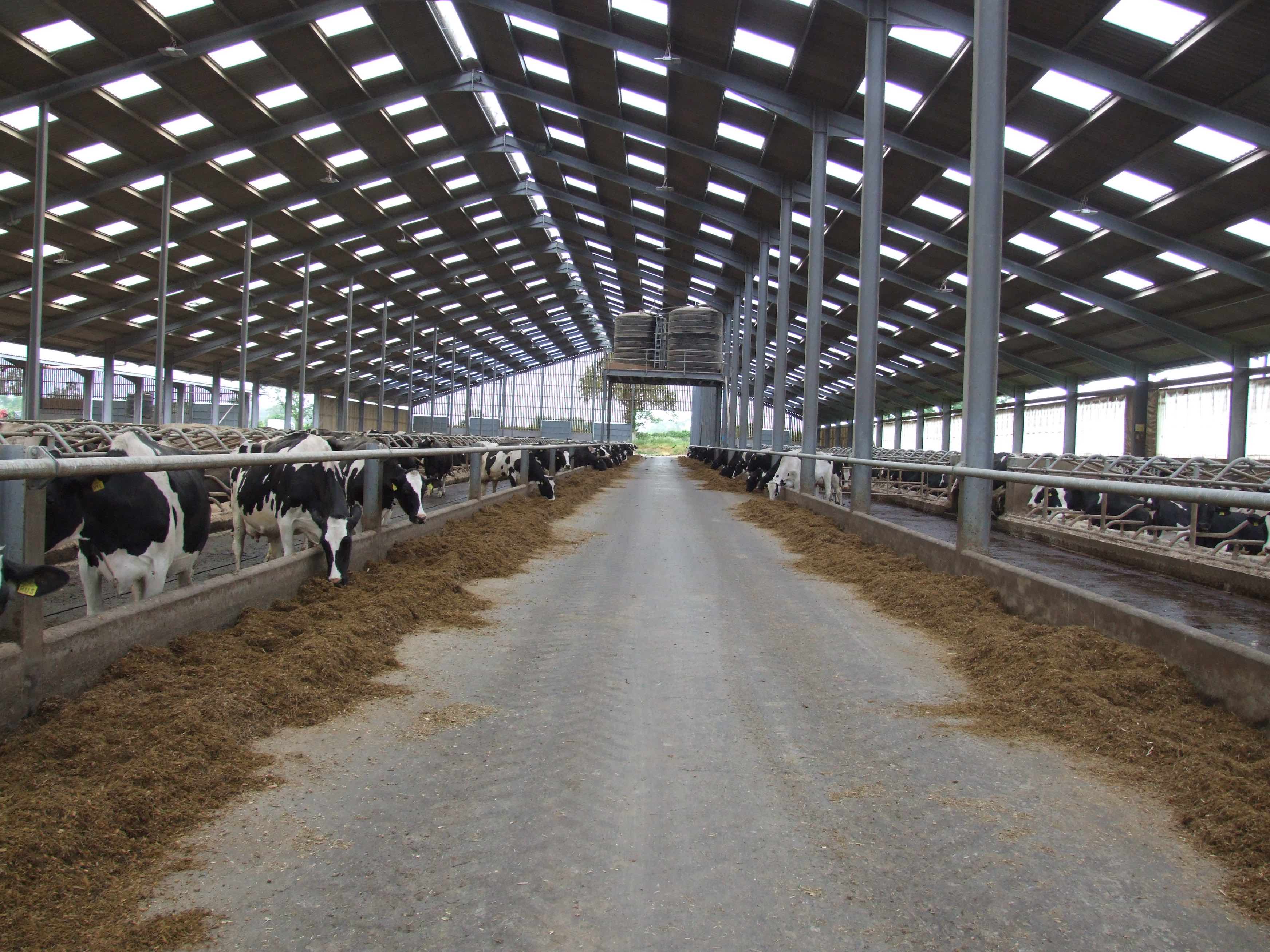 Have your dairy cows seen the light?